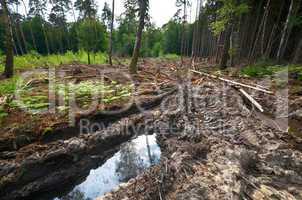 Bodenzerstörung durch Forstwirtschaft