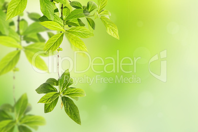 Springtime background with green leaves