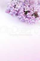Beautiful, romantic background with lilac flowers
