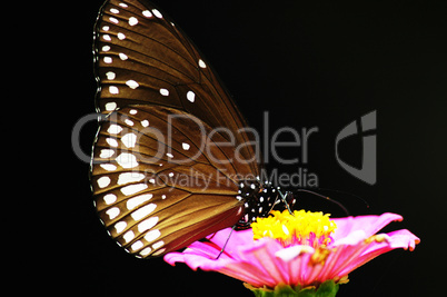 Butterfly sitting on a pink flower