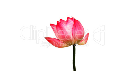 Lotus flower