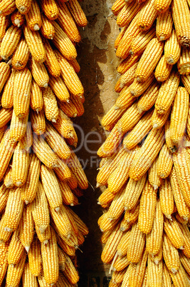 Pile of corn cobs