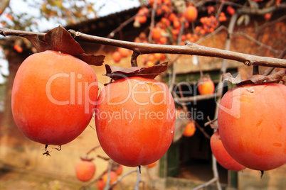 Persimmon fruits on the branches