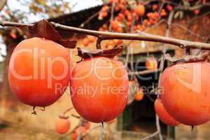 Persimmon fruits on the branches