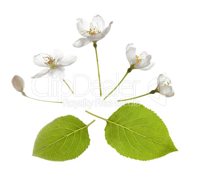 Spring blossom flower. Isolated over white