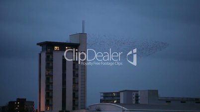 Starlings - large flock of