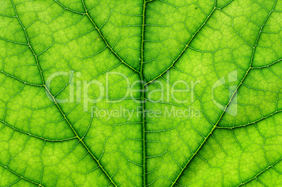 green leaf macro