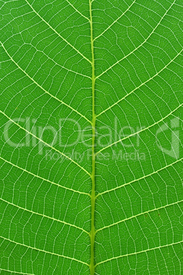 green leaf macro