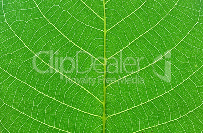 green leaf macro