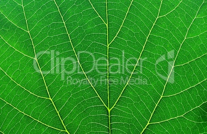 green leaf macro