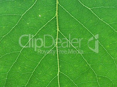 green leaf macro