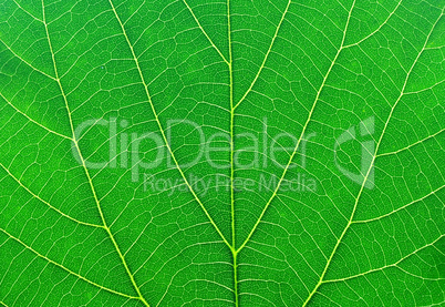 green leaf macro