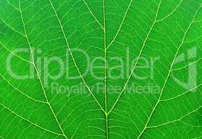 green leaf macro