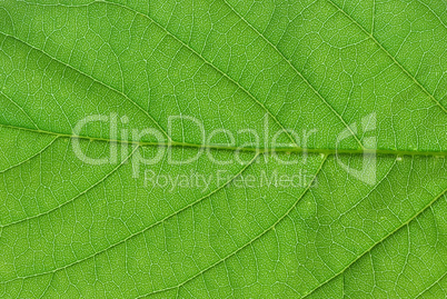 green leaf macro