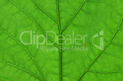 green leaf macro