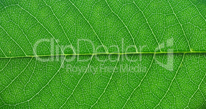 green leaf macro