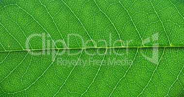 green leaf macro