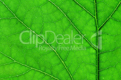 green leaf macro