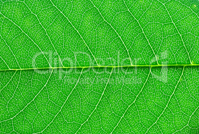 green leaf macro