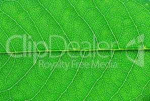 green leaf macro