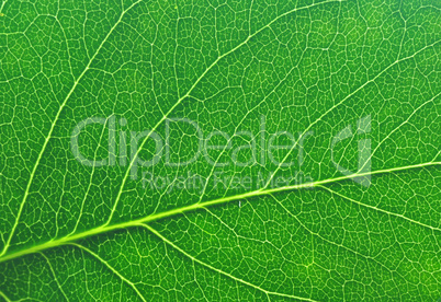 green leaf macro