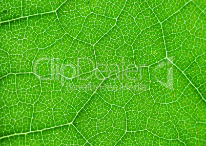 green leaf macro