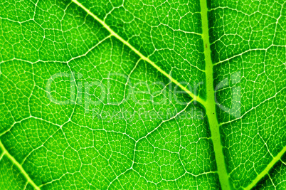 green leaf macro