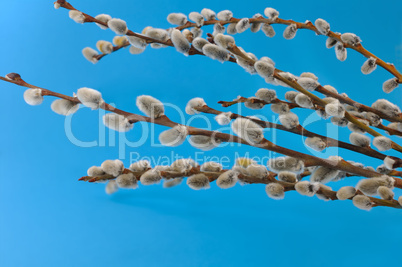 Willow twigs on a blue background