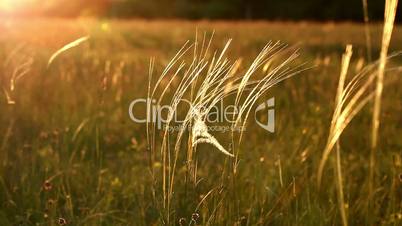 Stipa