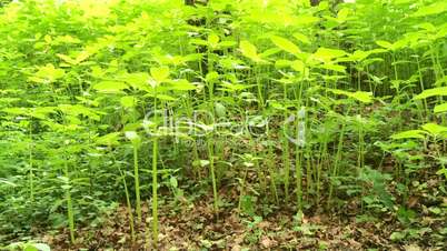Pflanzen im Wald