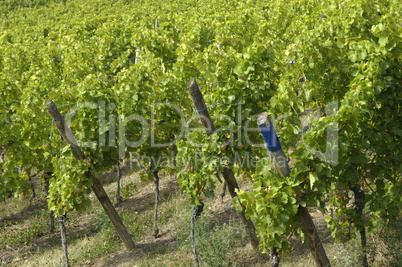 France, vineyard of Riquewihr in Alsace