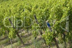 France, vineyard of Riquewihr in Alsace