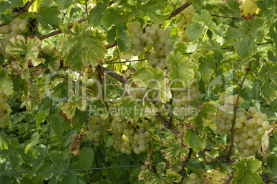 France, vineyard of Riquewihr in Alsace