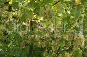 France, vineyard of Riquewihr in Alsace