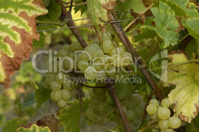 France, vineyard of Riquewihr in Alsace