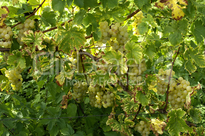 France, vineyard of Riquewihr in Alsace