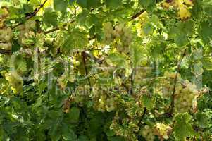 France, vineyard of Riquewihr in Alsace