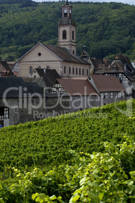 France, vineyard of Riquewihr in Alsace