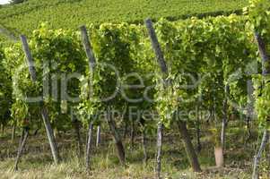 France, vineyard of Riquewihr in Alsace