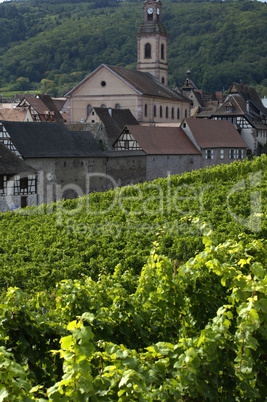 France, vineyard of Riquewihr in Alsace