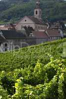 France, vineyard of Riquewihr in Alsace