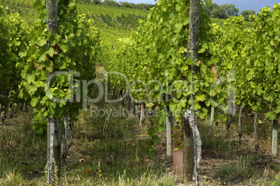 France, vineyard of Riquewihr in Alsace