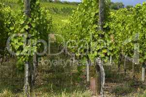 France, vineyard of Riquewihr in Alsace