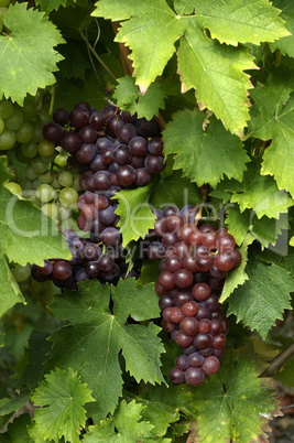 France, vineyard of Riquewihr in Alsace