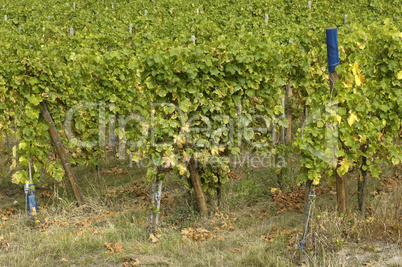 France, vineyard of Riquewihr in Alsace