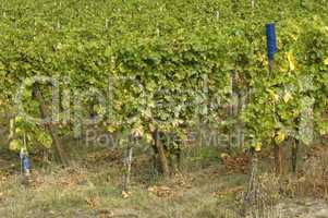 France, vineyard of Riquewihr in Alsace