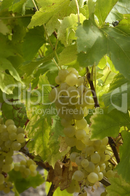 France, vineyard of Riquewihr in Alsace