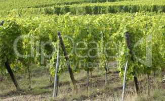 France, vineyard of Riquewihr in Alsace