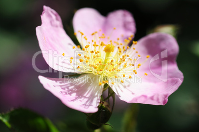 Wild pink flower