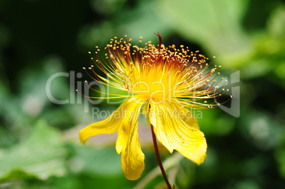 Wild yellow flower